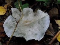 Grüner Anistrichterling
